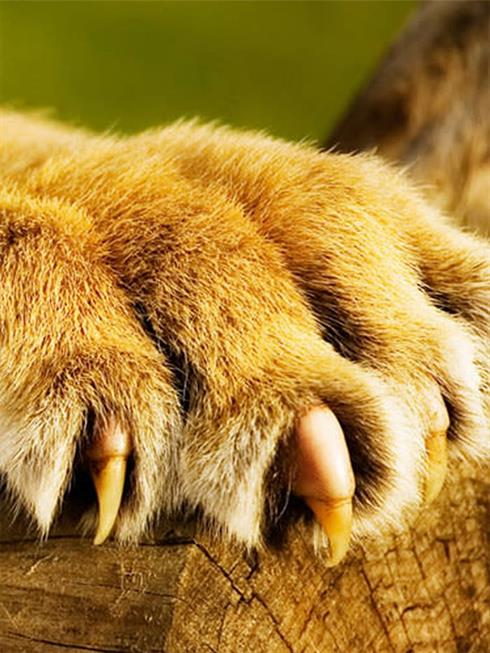 Product metafield image