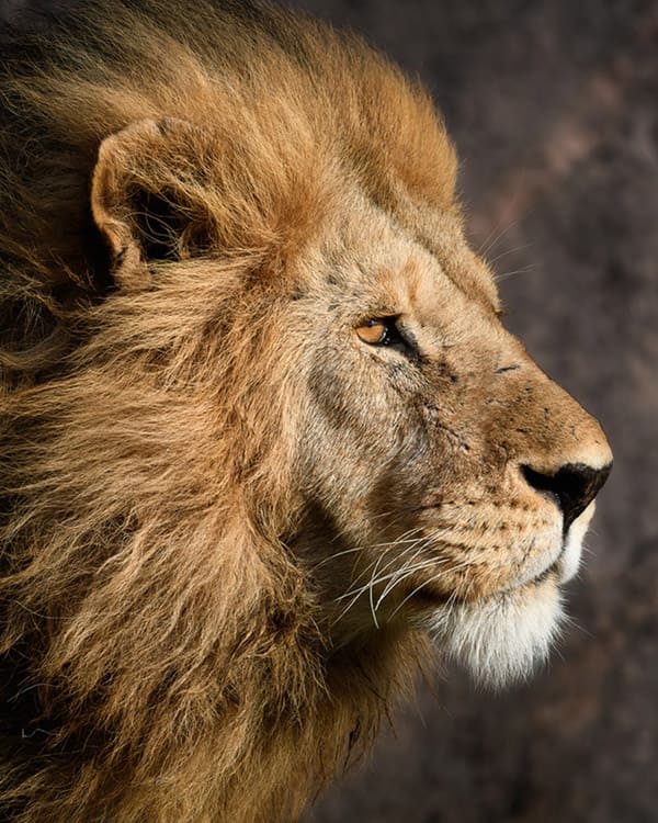 Product metafield image