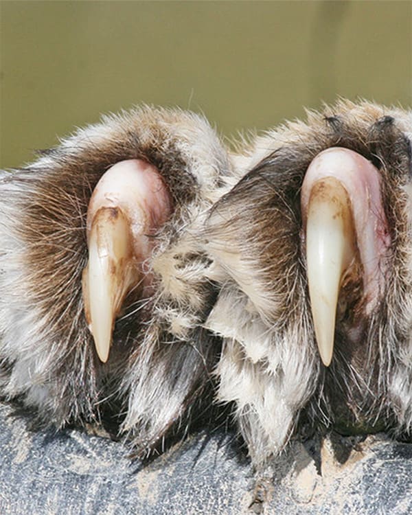 Product metafield image