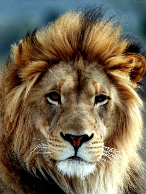 Product metafield image