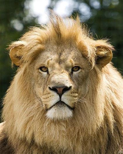 Product metafield image