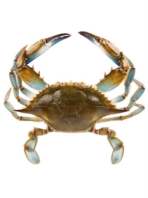 Product metafield image