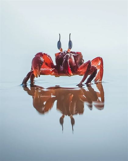 Product metafield image