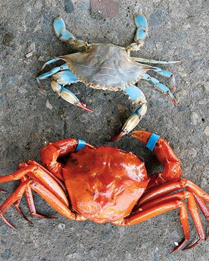 Product metafield image