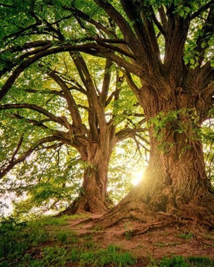 Product metafield image