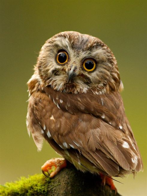 Product metafield image