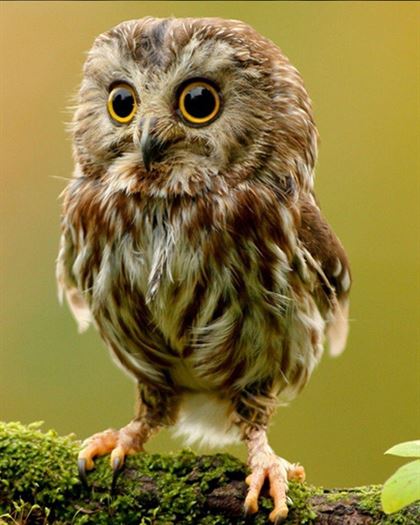 Product metafield image