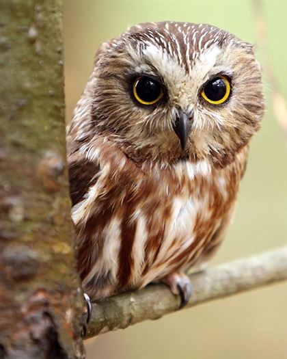 Product metafield image