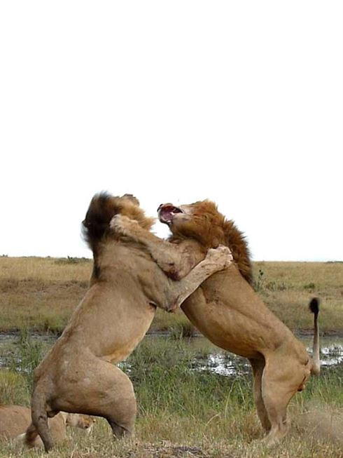 Product metafield image