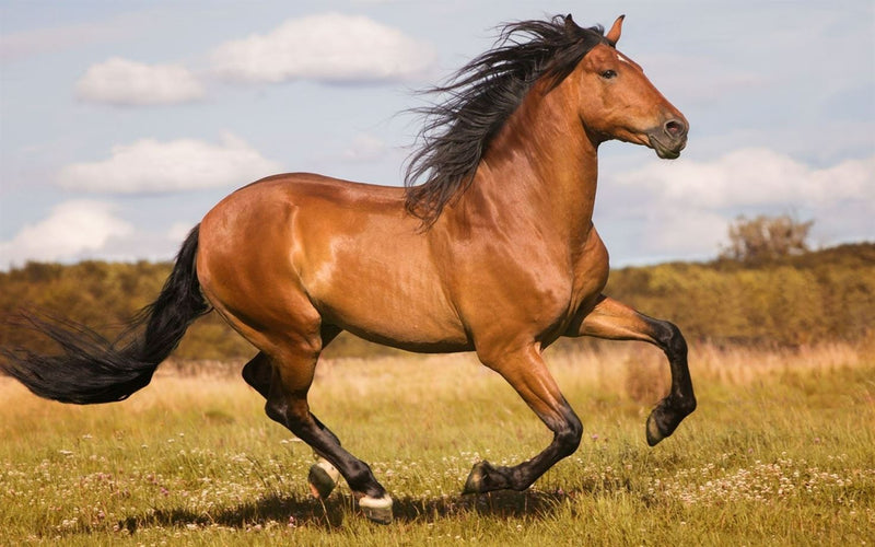 Product metafield image