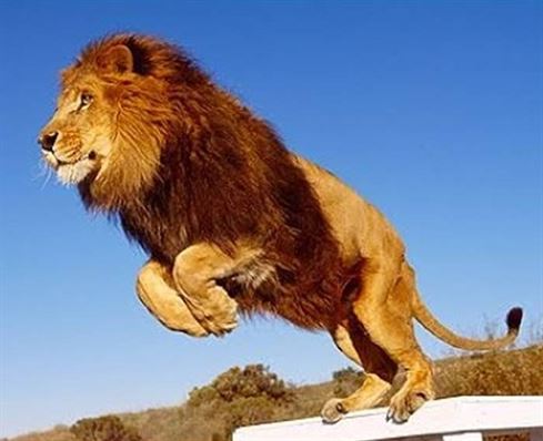 Product metafield image