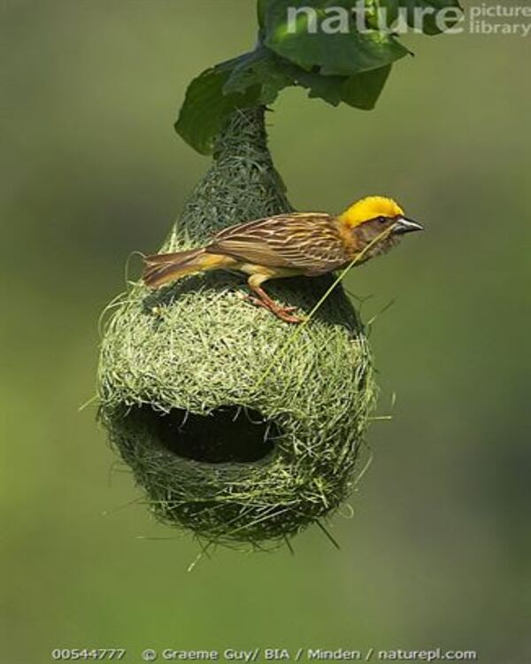 Product metafield image