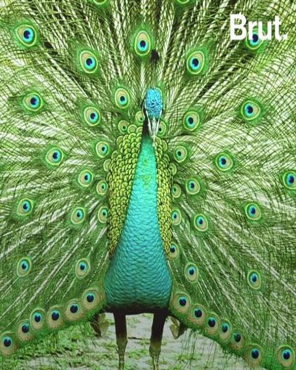 Product metafield image