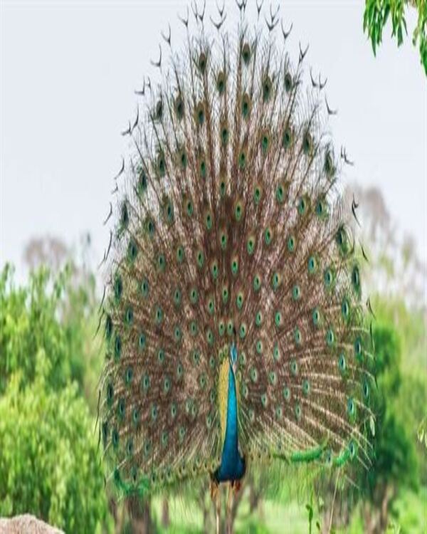 Product metafield image