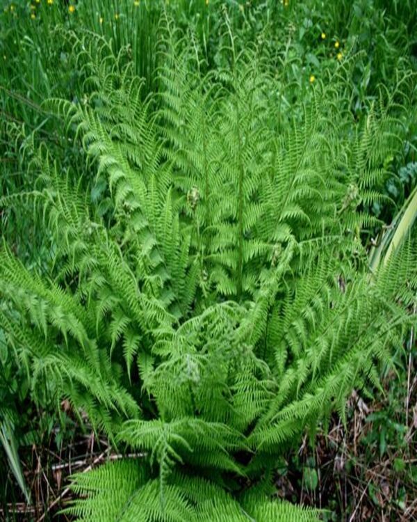 Product metafield image