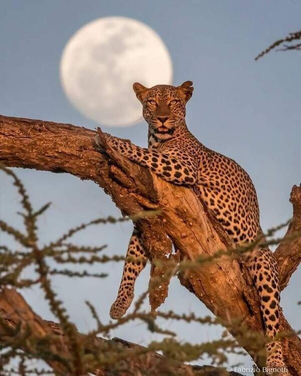 Product metafield image