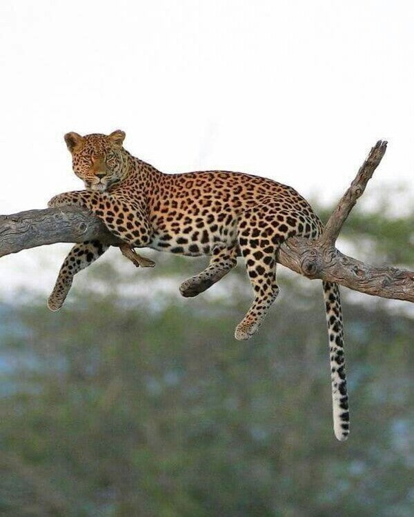 Product metafield image