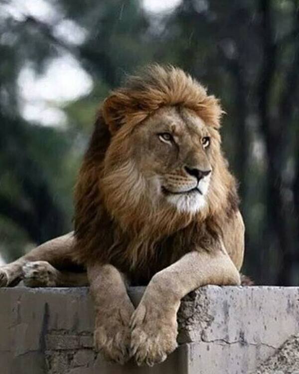 Product metafield image