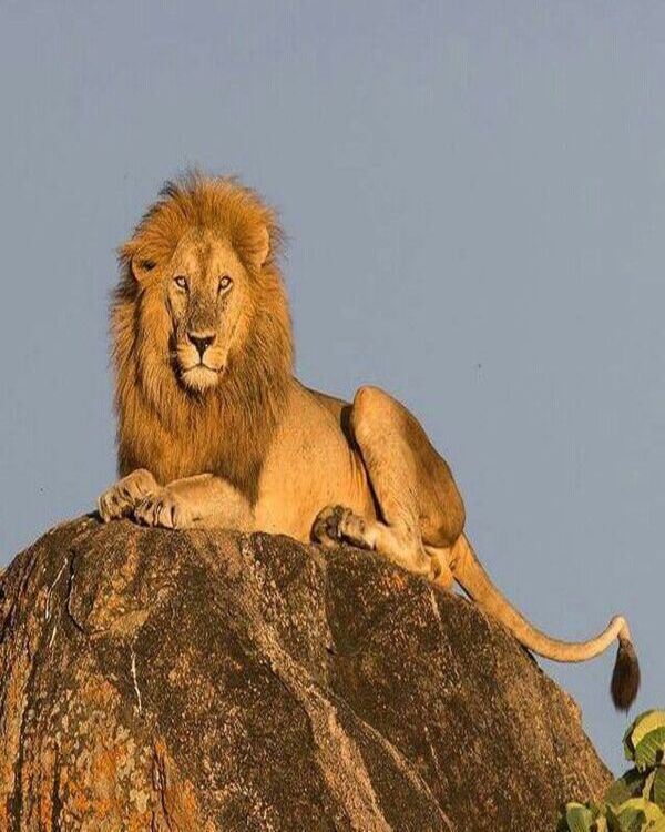 Product metafield image