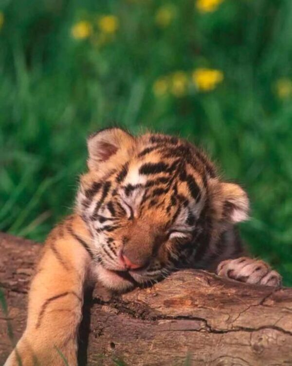 Product metafield image