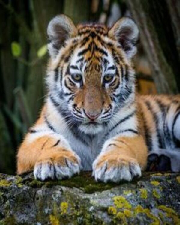 Product metafield image