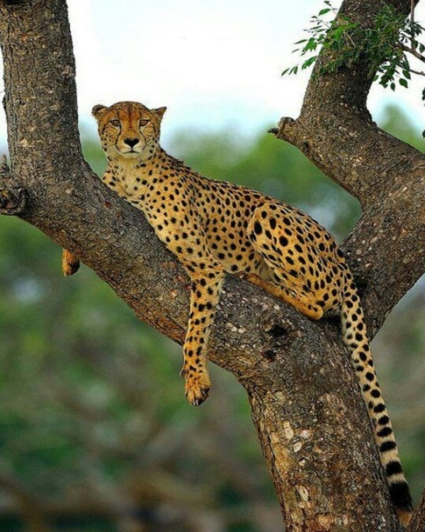 Product metafield image