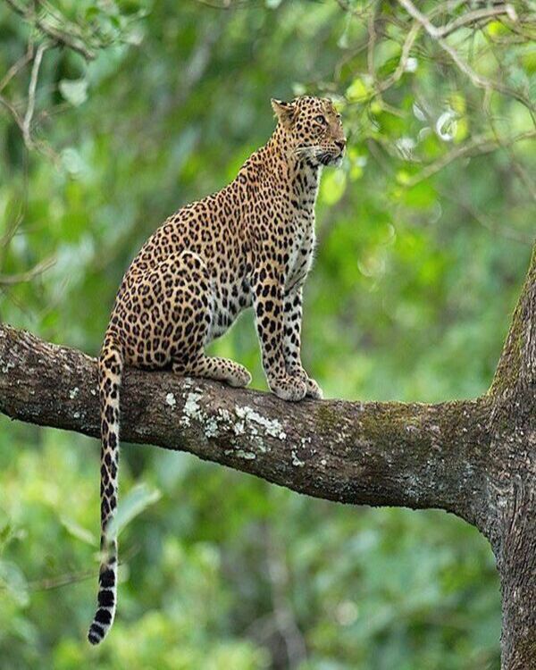 Product metafield image