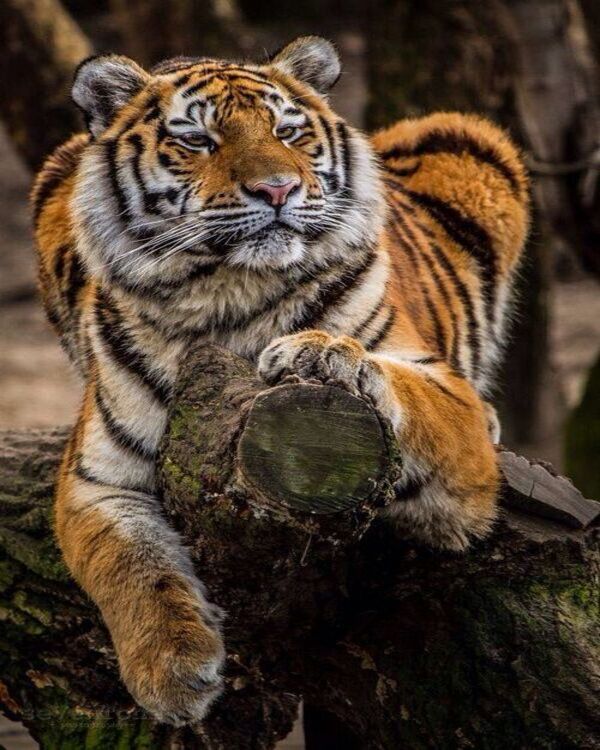 Product metafield image