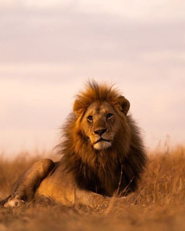 Product metafield image