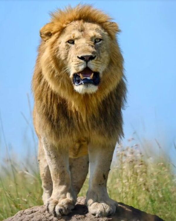 Product metafield image