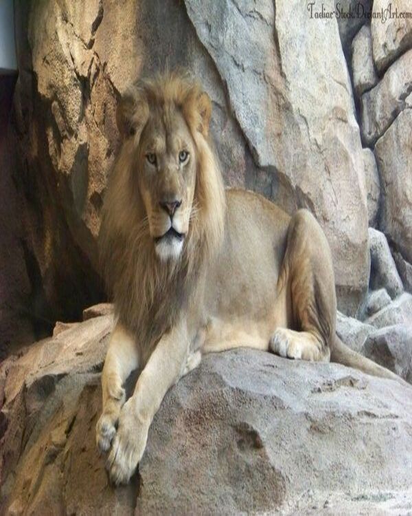 Product metafield image