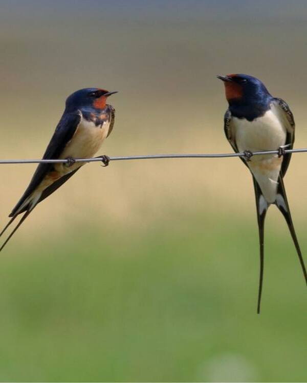 Product metafield image