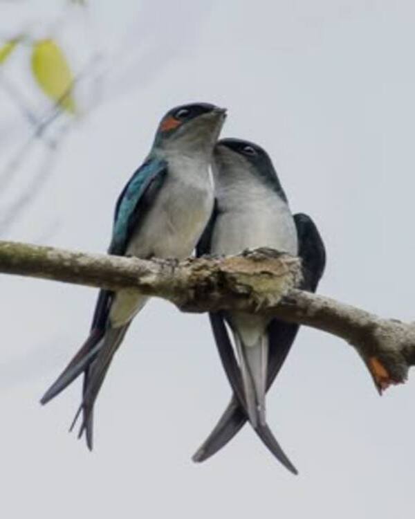 Product metafield image