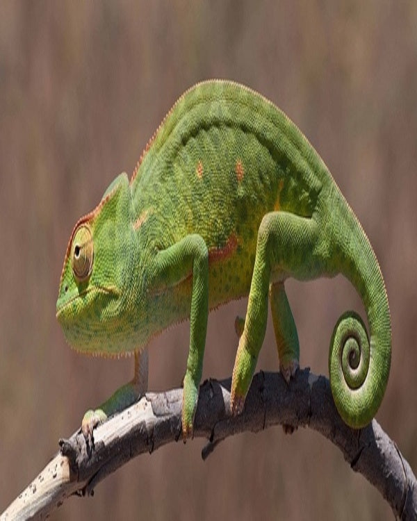 Product metafield image