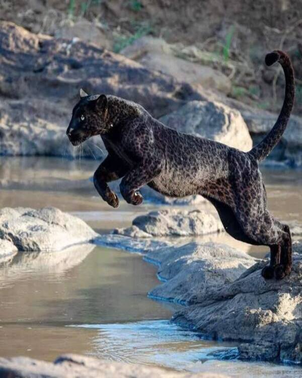 Product metafield image