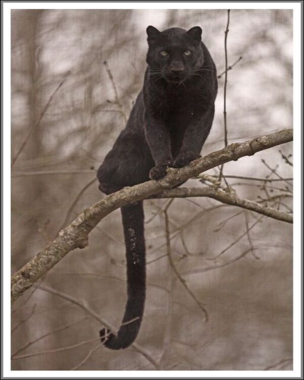 Product metafield image