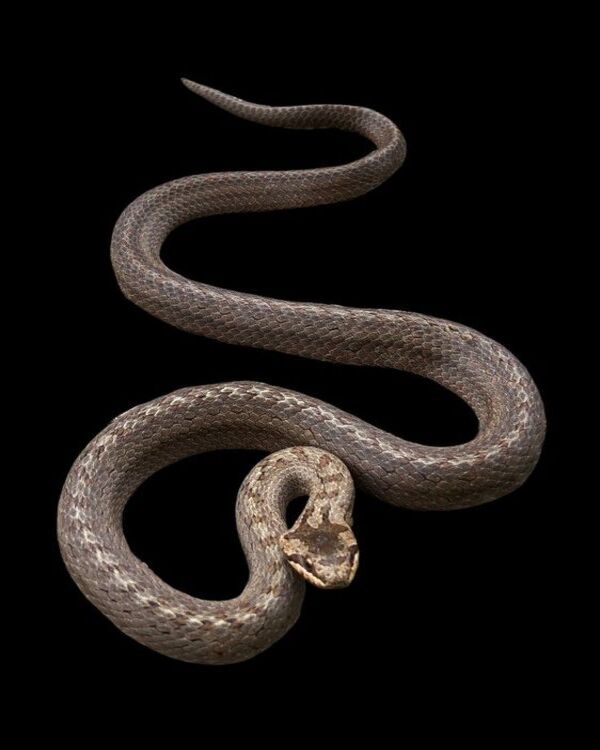 Product metafield image