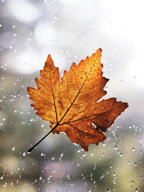 Product metafield image