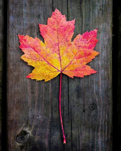 Product metafield image