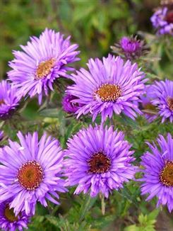 Product metafield image