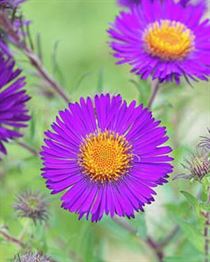 Product metafield image