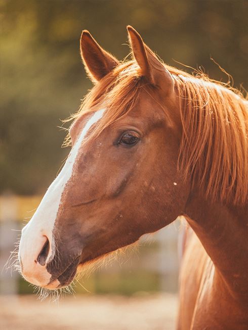 Product metafield image