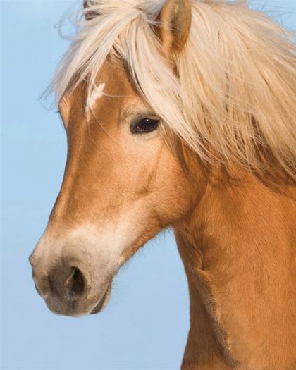 Product metafield image