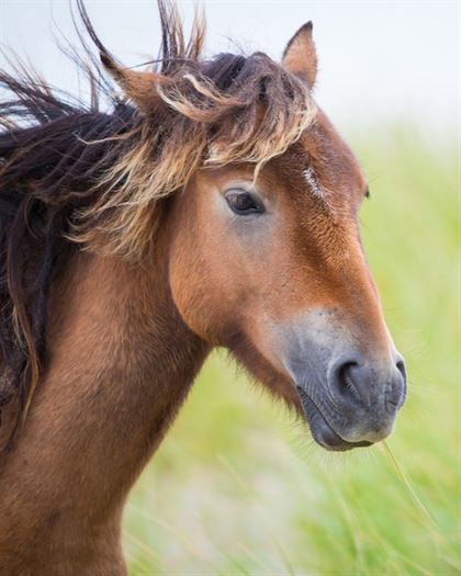 Product metafield image