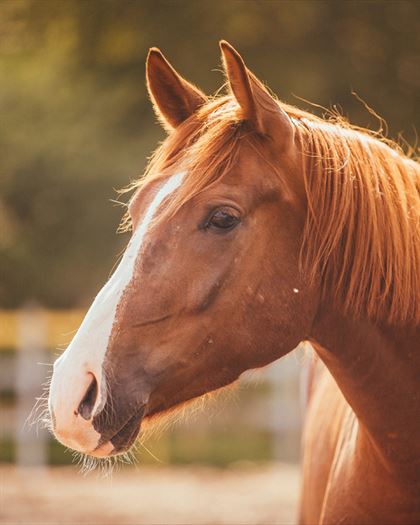 Product metafield image