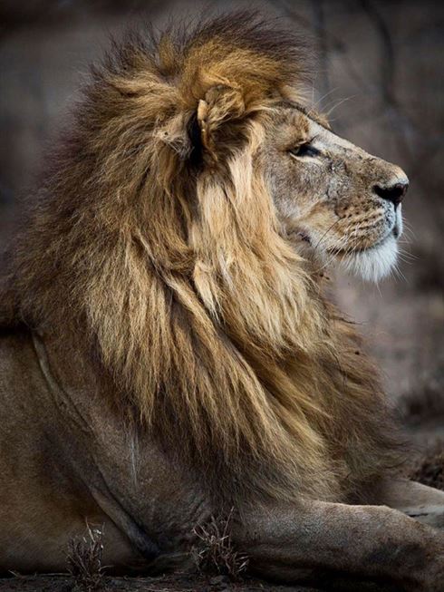 Product metafield image