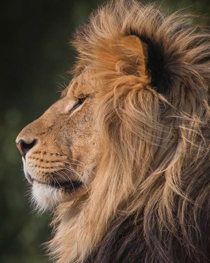 Product metafield image