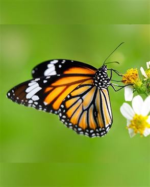 Product metafield image