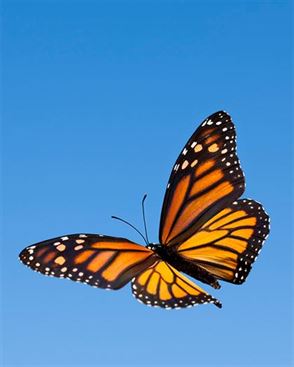 Product metafield image