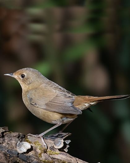 Product metafield image